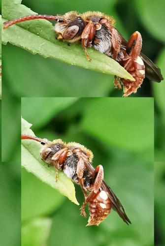 Réf. 333 968 : Nomada sp.